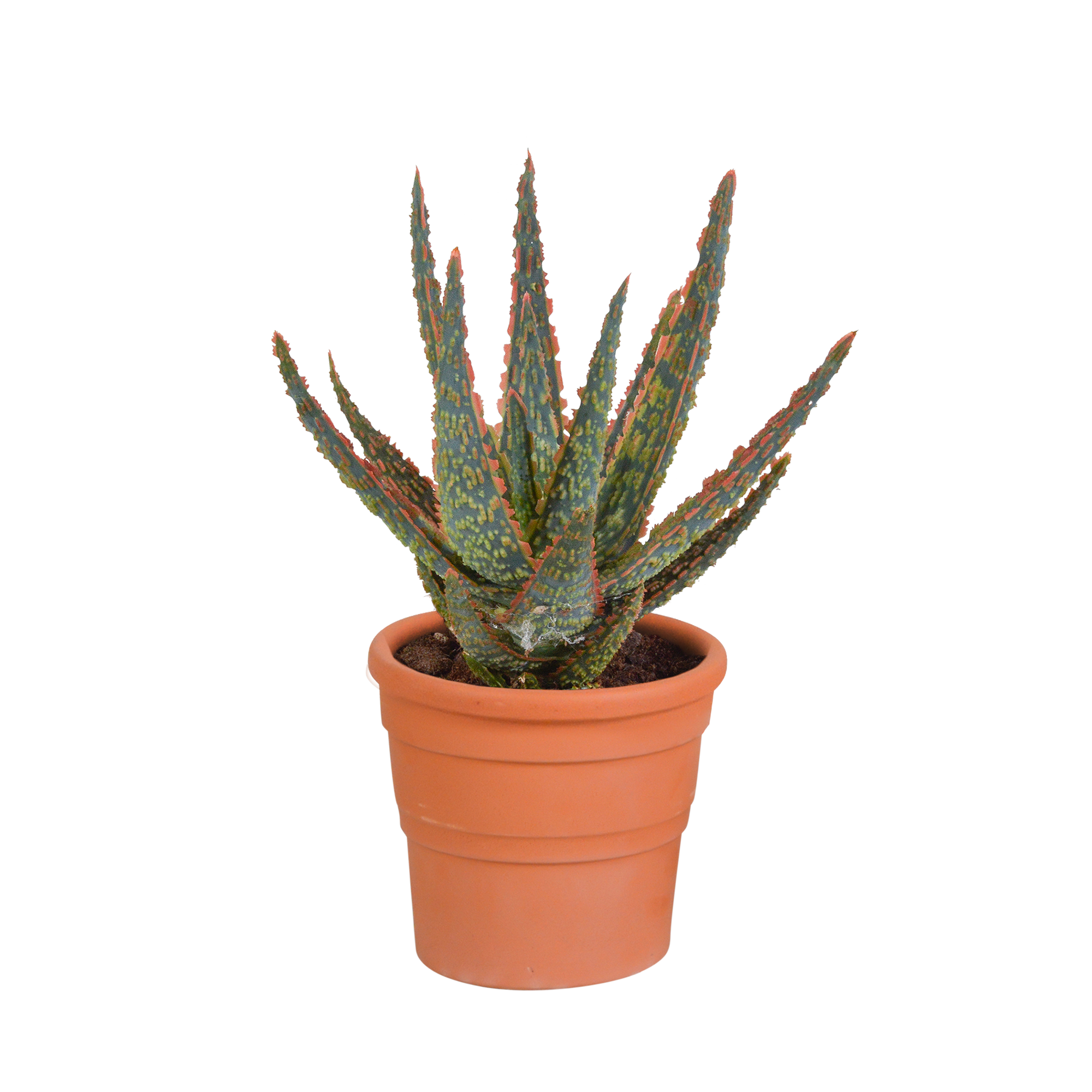 Aloe zebrina - en pot terre cuite - Ø10,5cm - ↕23cm - Plantes d’intérieur