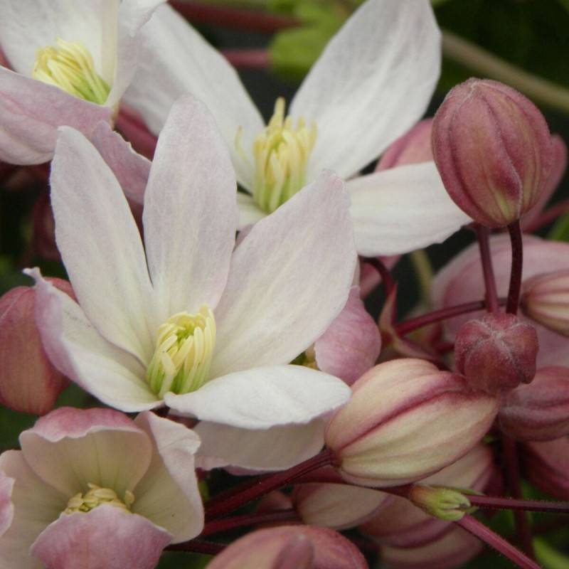 Clématite armandii Hendersonii Rubra à fleurs Rose/Blanche - feuillage Persistant - Pot de 3L - Echelle bambou 60/120 cm - Image 1