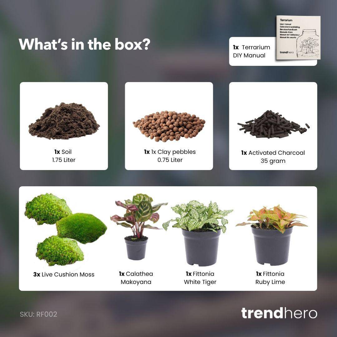 Terrarium à composer - recharge et kit de démarrage - Calathea Makoyana - Terrarium DIY - Image 2