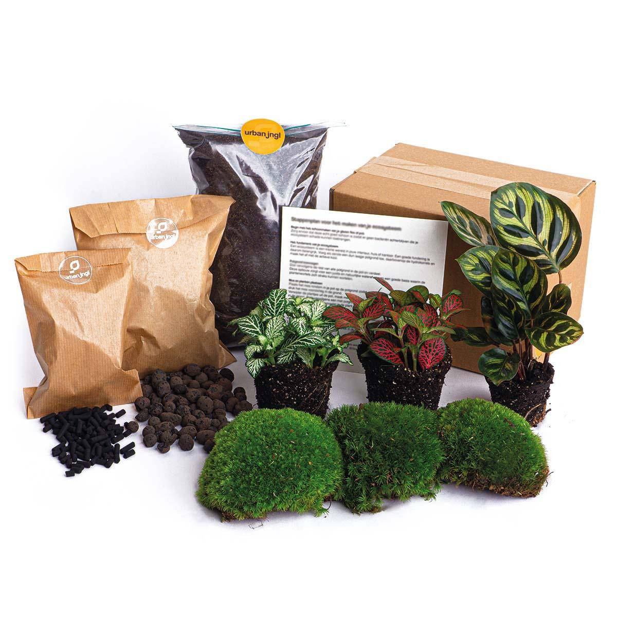 Terrarium à composer - recharge et kit de démarrage - Calathea Makoyana - Terrarium DIY - Image 3