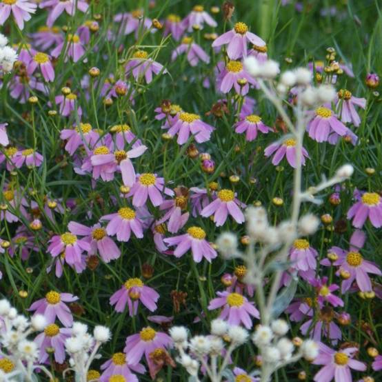 Coreopsis rosea American Dream Godet de 8/9 cm