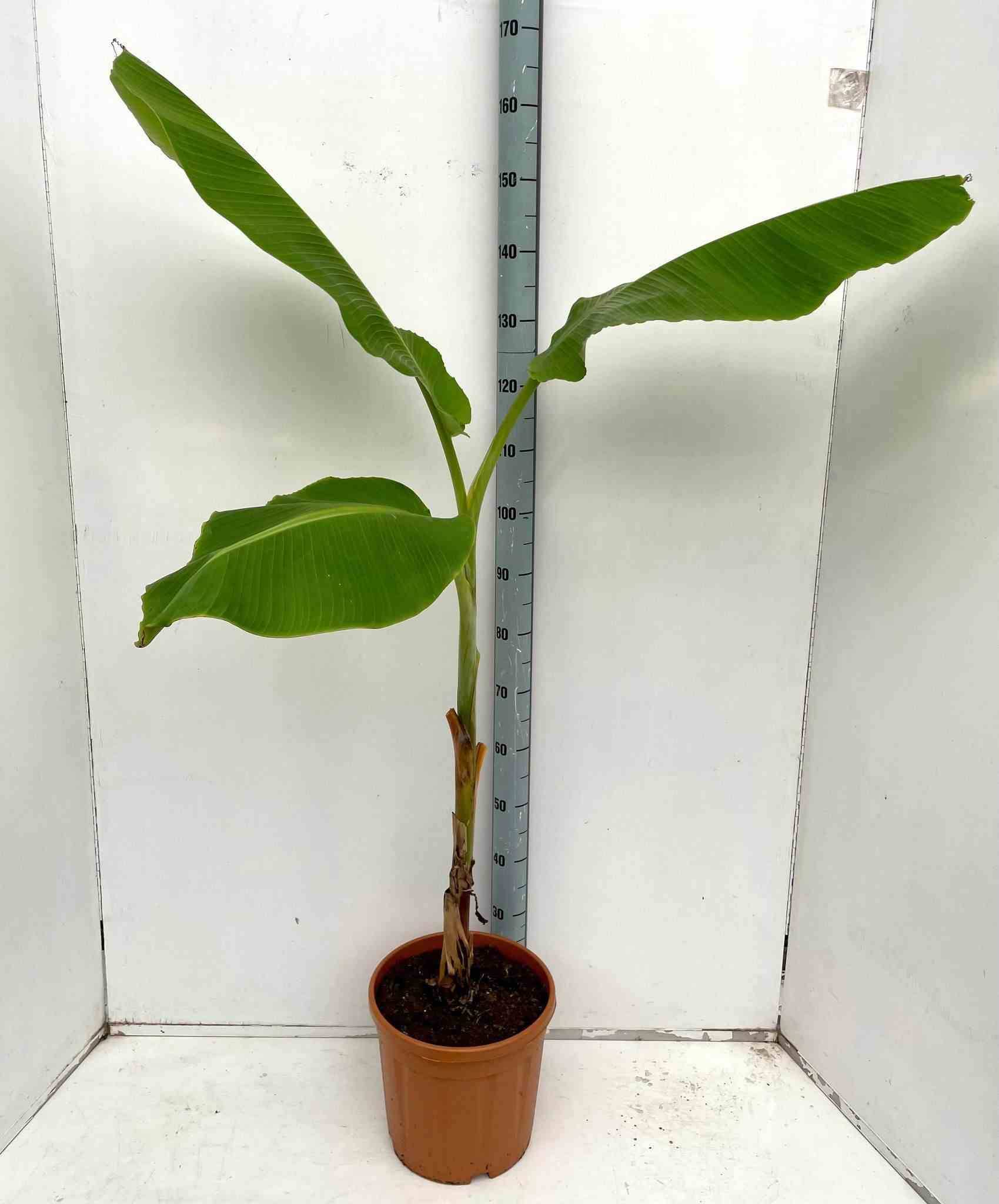 0 - Musa dajiao (banane comestible) Pot de 30L -160/180 cm
