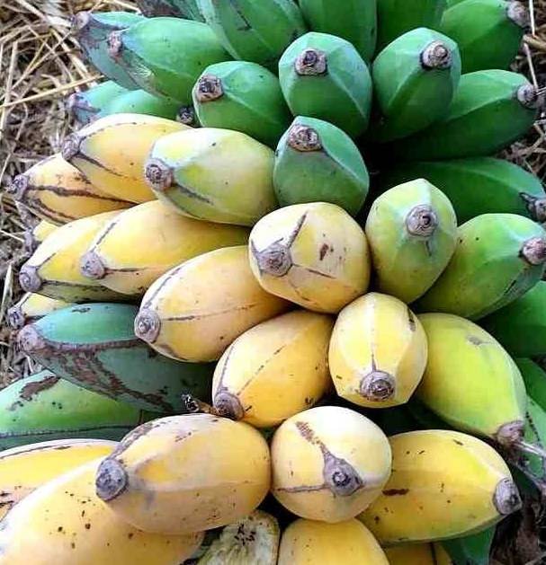 0 - Musa dajiao (banane comestible) Pot de 30L -160/180 cm - Image 3