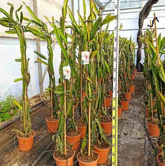 0 - Pitaya : Hylocereus undatus (Pitaya ou fruit du dragon) Pot de 25L - 180/200cm - Image 3