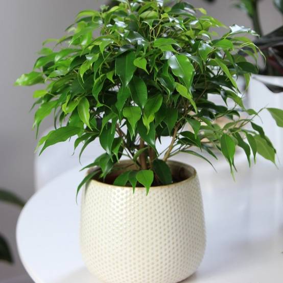 Gardenersdream - Ficus Benjamina Vert Kinky Figuier Pleureur Plante De Maison D'Intérieur En Pot 14 Cm - GardenersDream - Image 3