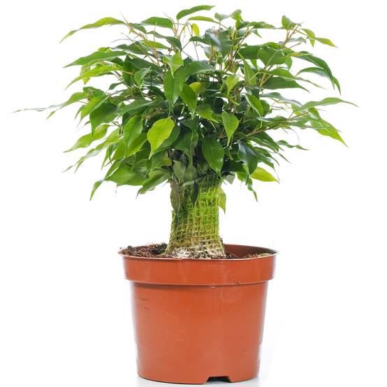 Gardenersdream - Ficus Benjamina Vert Kinky Figuier Pleureur Plante De Maison D'Intérieur En Pot 14 Cm - GardenersDream - Image 1