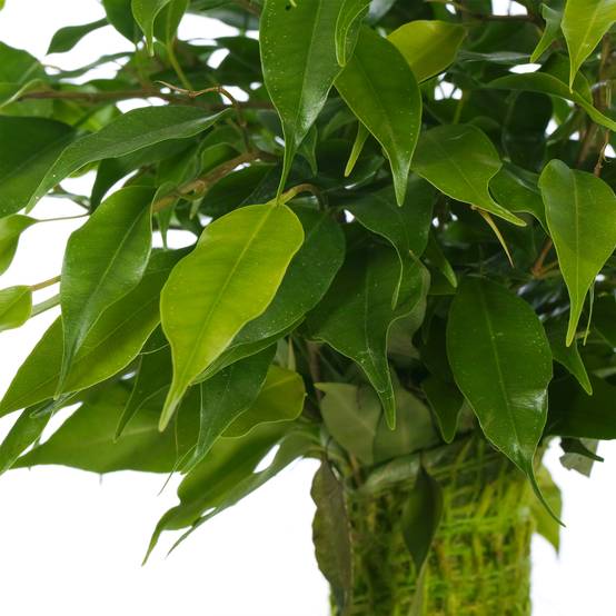 Gardenersdream - Ficus Benjamina Vert Kinky Figuier Pleureur Plante De Maison D'Intérieur En Pot 14 Cm - GardenersDream - Image 2