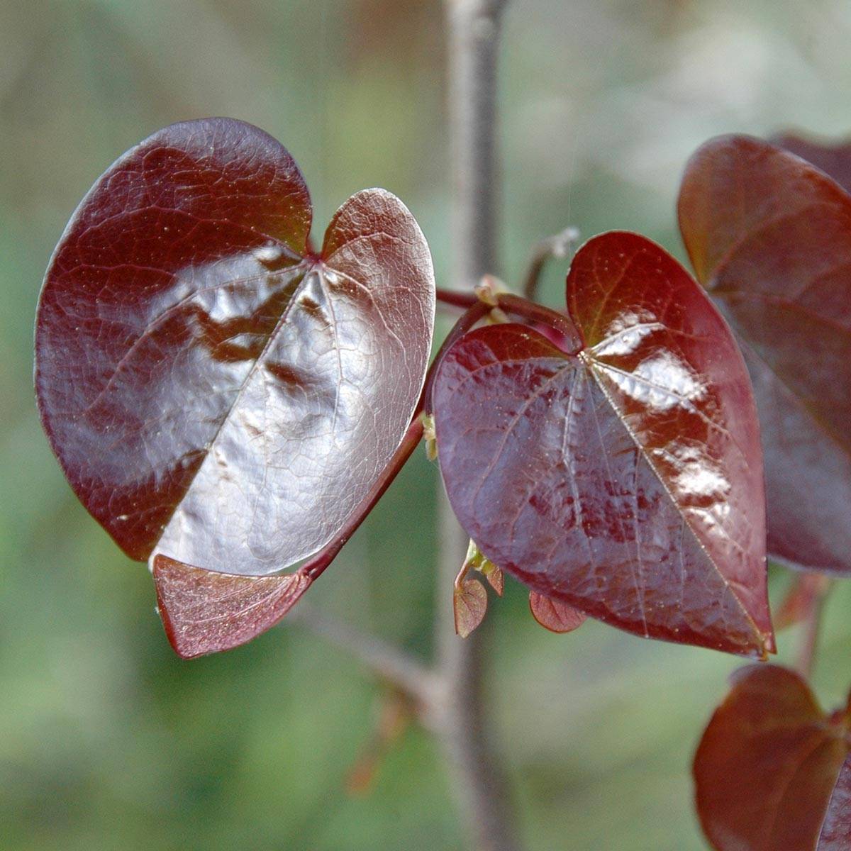 Cercis canadensis Merlot - Gainier du Canada  Pot de 6L/7L - Image 1