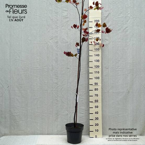 Promesse de Fleurs - Cercis canadensis Merlot - Gainier du Canada Pot de 6L/7L - Image 2