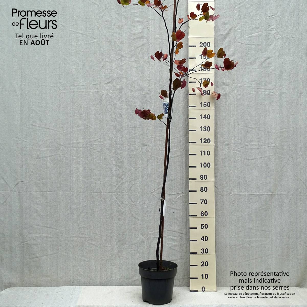 Cercis canadensis Merlot - Gainier du Canada  Pot de 6L/7L - Image 2