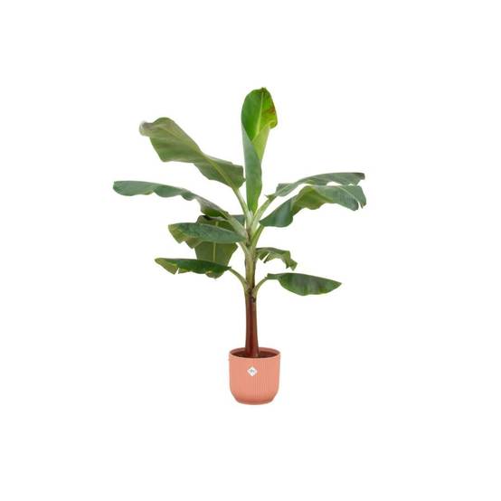 Bananier Musa 120cm et son pot- La Green Touch Rose - Hauteur 120cm
