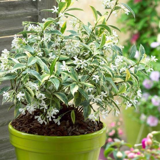 Jasmin étoilé Sun Lover® à fleurs Blanche - feuillage Persistant - Godet - 5/10 cm- hauteur à maturité De 0,50 m à 1,00 m - Image 1