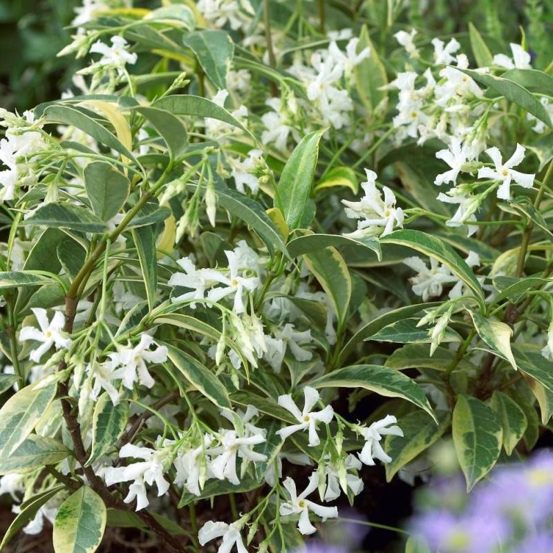 Jasmin étoilé Sun Lover® à fleurs Blanche - feuillage Persistant - Godet - 5/10 cm-  hauteur à maturité De 0,50 m à 1,00 m - Image 2