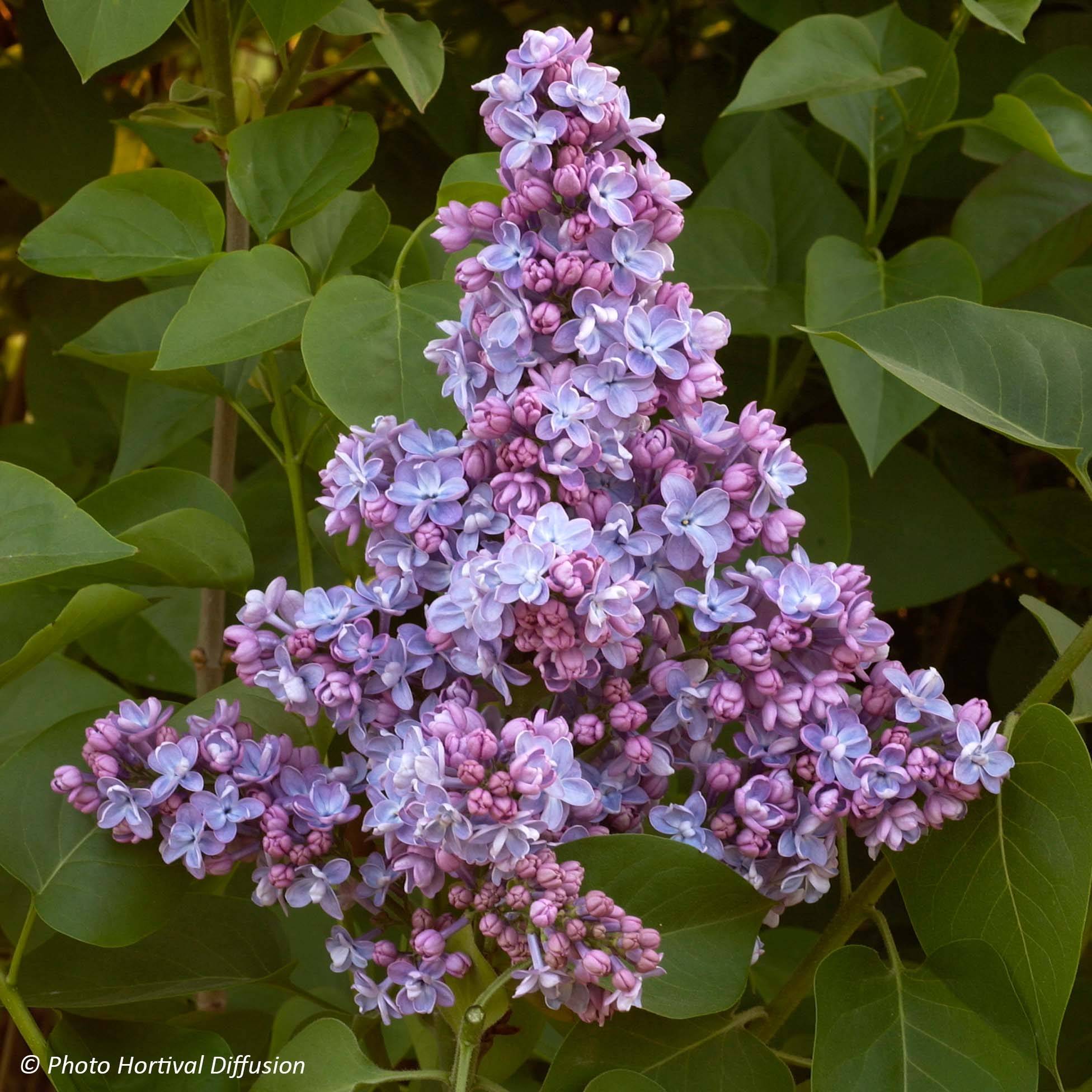 Promesse de Fleurs - Lilas - Syringa vulgaris Président Grevy Pot de 12L/15L