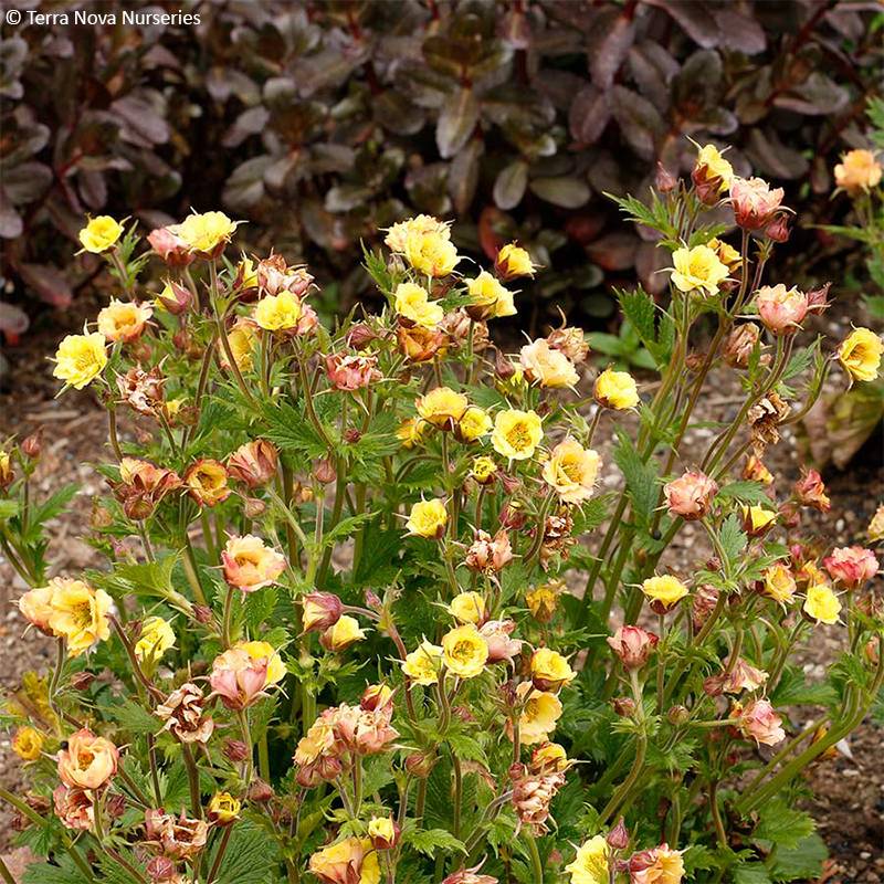 Geum Tempo Yellow - Benoîte Godet de 8/9 cm