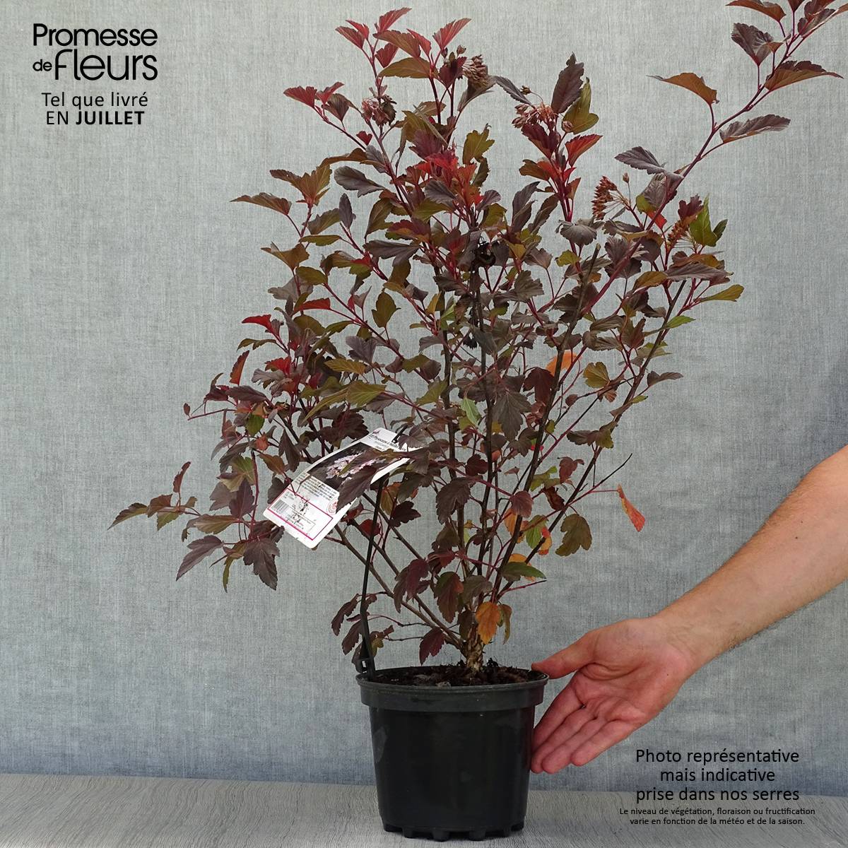 Physocarpus opulifolius Diable D'Or - Physocarpe à feuilles cuivre Pot de 3L/4L - Image 2