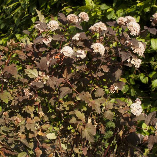 Physocarpus opulifolius Diable D'Or - Physocarpe à feuilles cuivre Pot de 3L/4L - Image 1