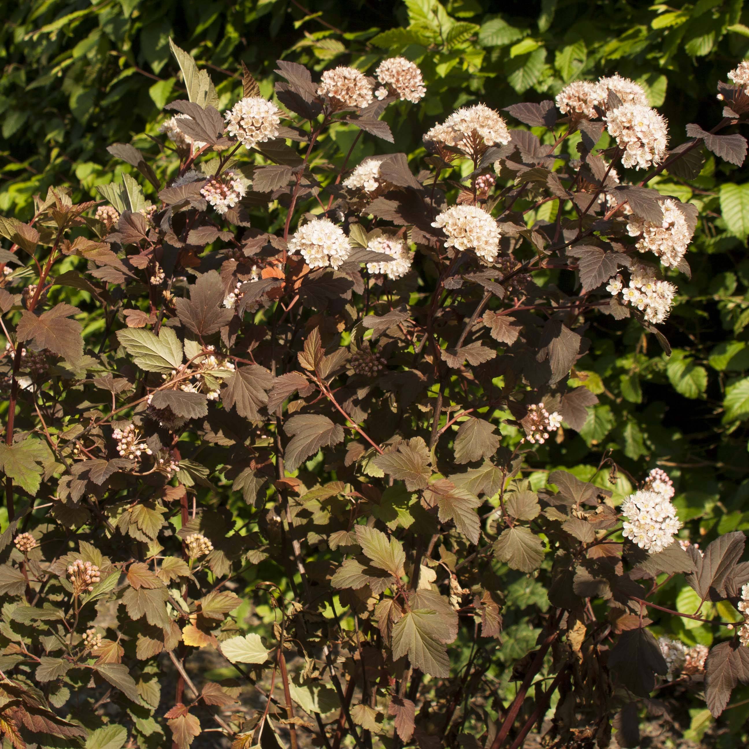 Physocarpus opulifolius Diable D'Or - Physocarpe à feuilles cuivre Pot de 3L/4L - Image 1
