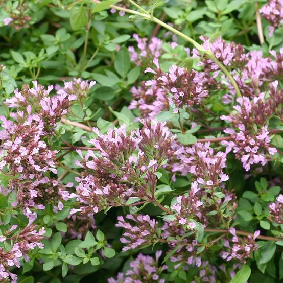 Origanum laevigatum Herrenhausen - Origan pourpre - Marjolaine Godet de 8/9 cm