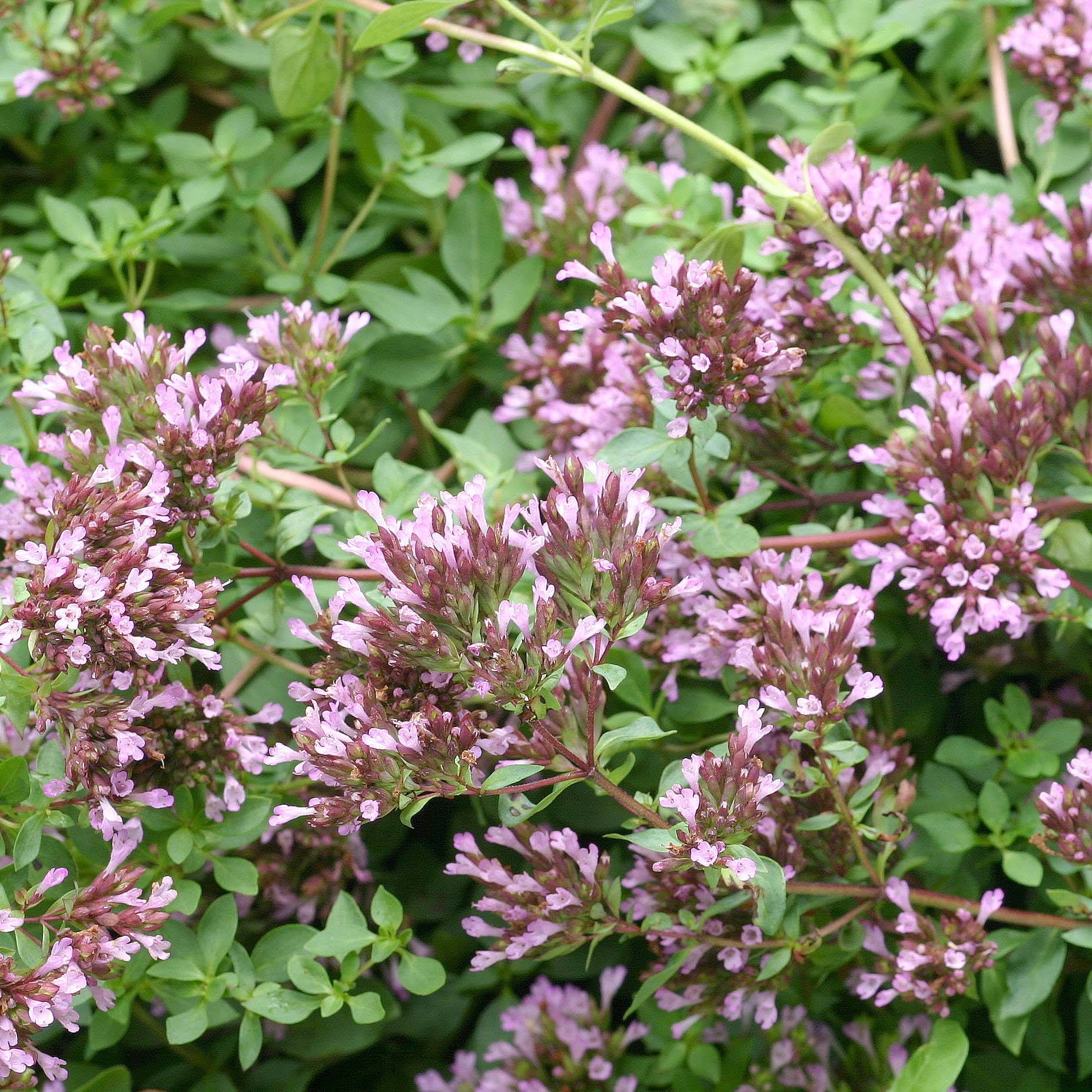 Origanum laevigatum Herrenhausen -  Origan pourpre - Marjolaine Godet de 8/9 cm