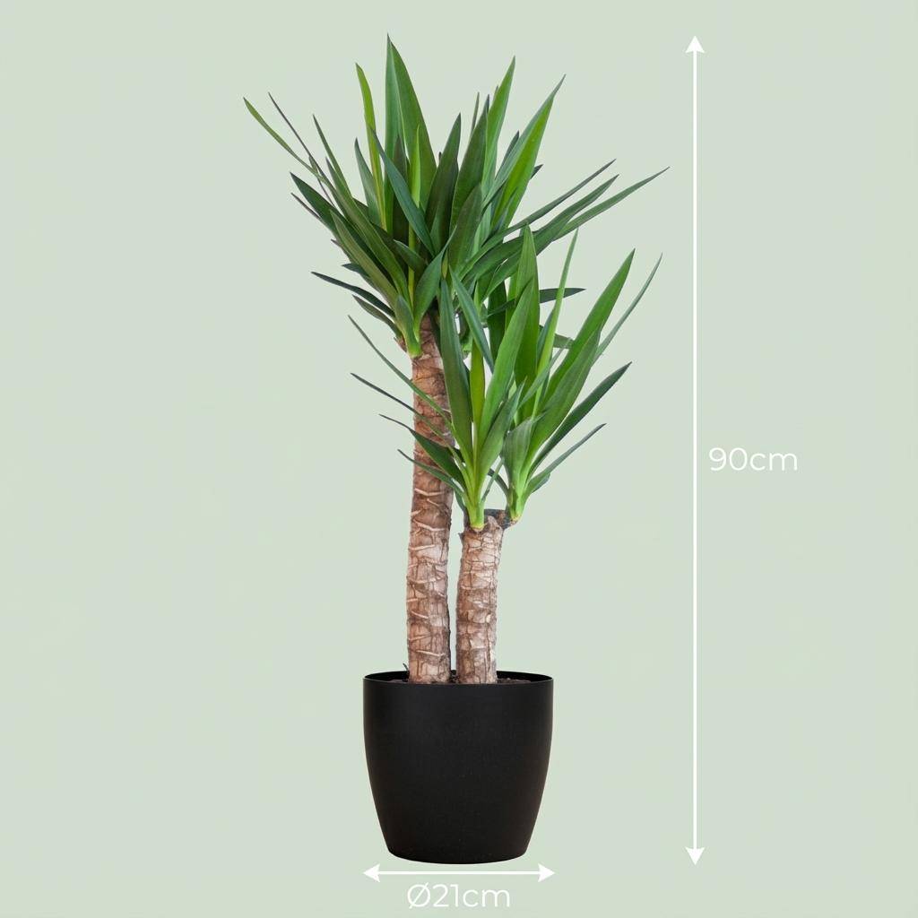 Yucca Elephantipes - Pot de 21cm - Hauteur 80 - 90cm - Noir - Plantes d'intérieur - Image 4