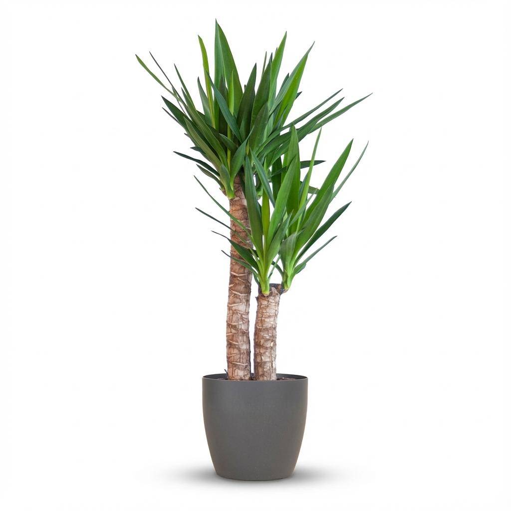 Yucca Elephantipes - Pot de 21cm - Hauteur 80 - 90cm - Noir - Plantes d'intérieur - Image 1