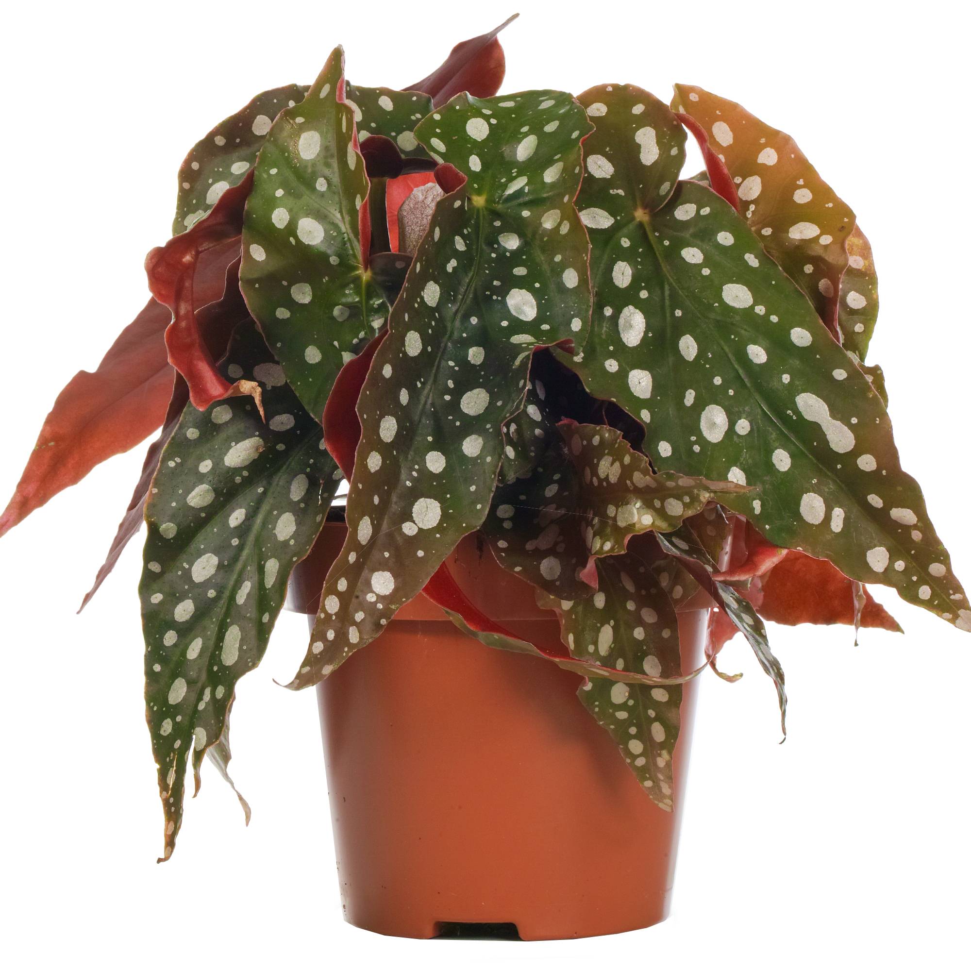 Gardenersdream - Begonia Maculé | Plante D’Intérieur Populaire | 20-30 Cm Avec Pot - GardenersDream - Image 2