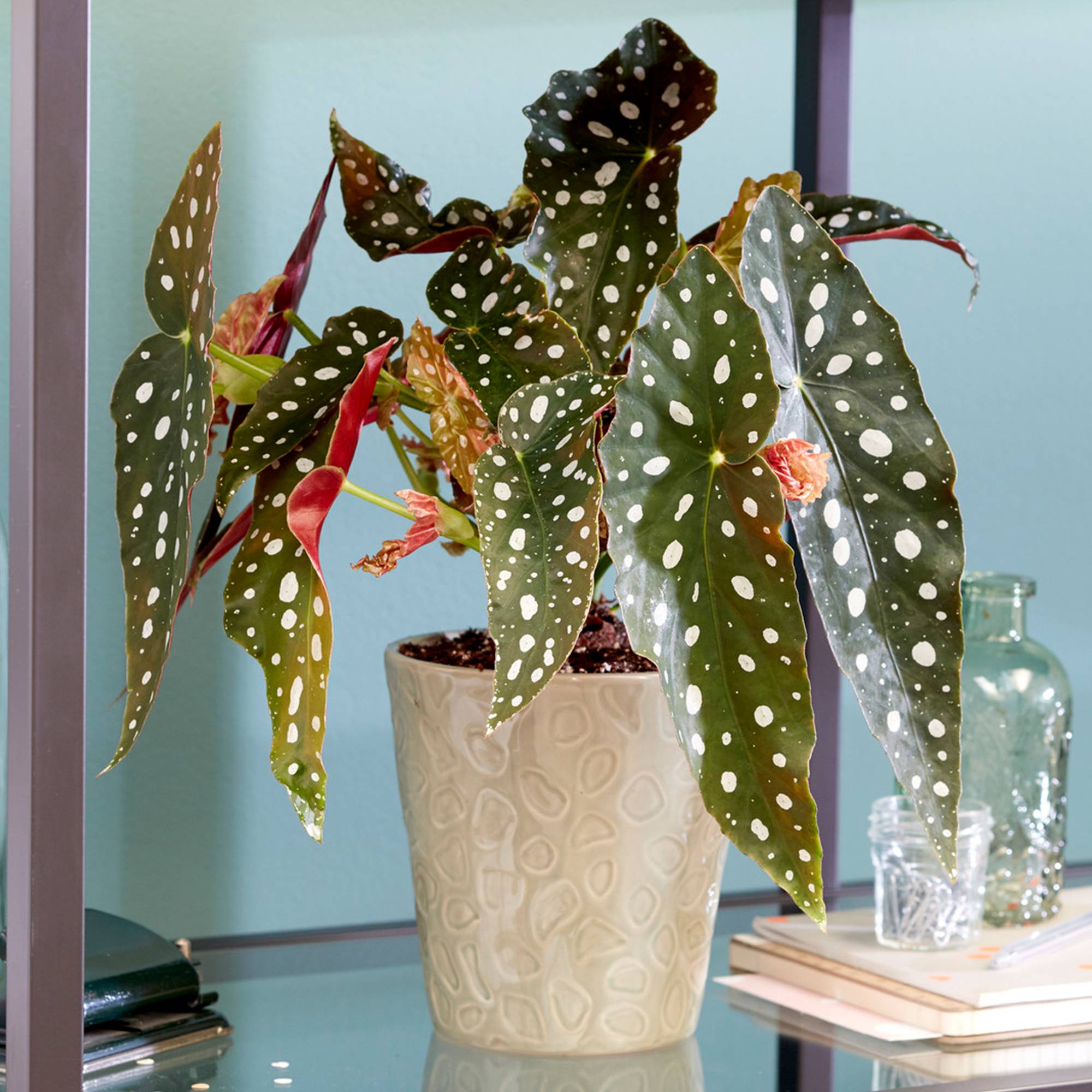Gardenersdream - Begonia Maculé | Plante D’Intérieur Populaire | 20-30 Cm Avec Pot - GardenersDream - Image 1