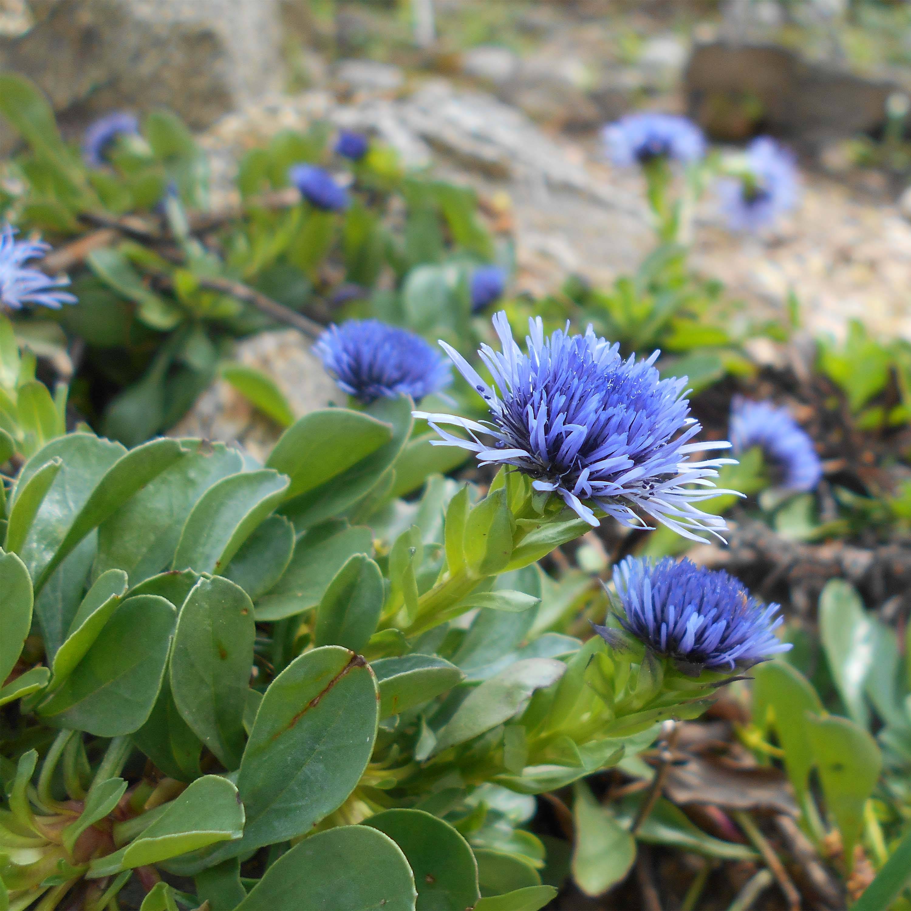 Globularia trichosantha - Globulaire Godet de 8/9 cm