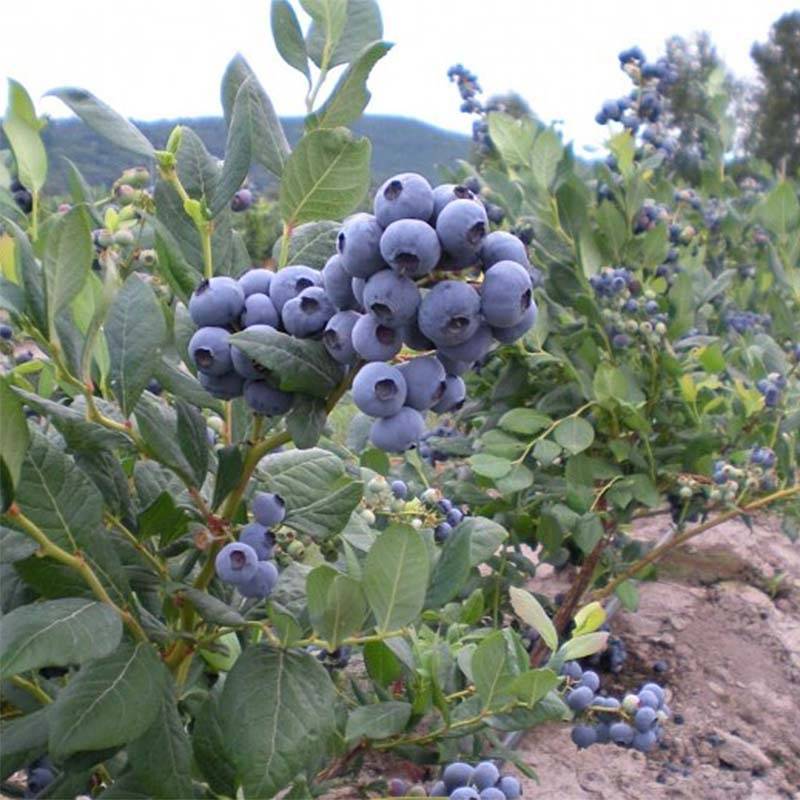 Myrtillier Blue Jay - Vaccinium corymbosum Pot de 1,5L/2L, Buisson