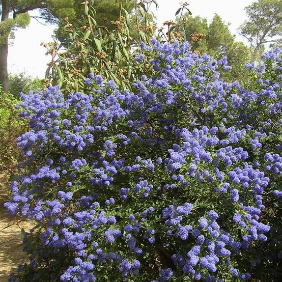 Promesse de Fleurs - Ceanothus thyrsiflorus repens - Lilas de Californie Pot de 7,5L/10L - Image 1