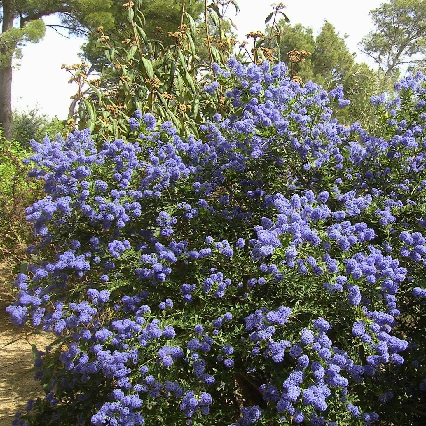 Promesse de Fleurs - Ceanothus thyrsiflorus repens - Lilas de Californie Pot de 7,5L/10L - Image 1