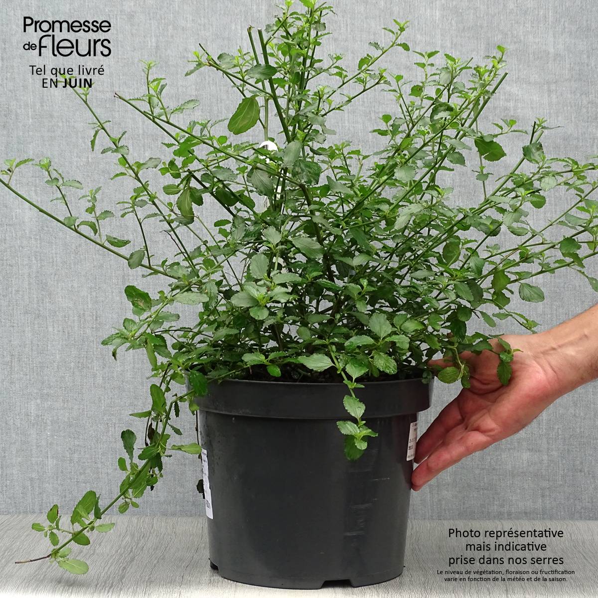 Promesse de Fleurs - Ceanothus thyrsiflorus repens - Lilas de Californie Pot de 7,5L/10L - Image 2