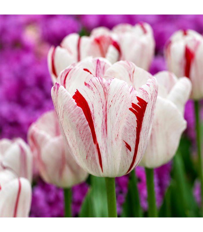 Tulipe One Direction Sgaravatti 6 bulbes blancs flammés de rouge, grandes fleurs décoratives au printemps - 617032 - Image 1