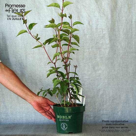 Seringat des jardins - Philadelphus Starbright Pot de 3L/4L - Image 2