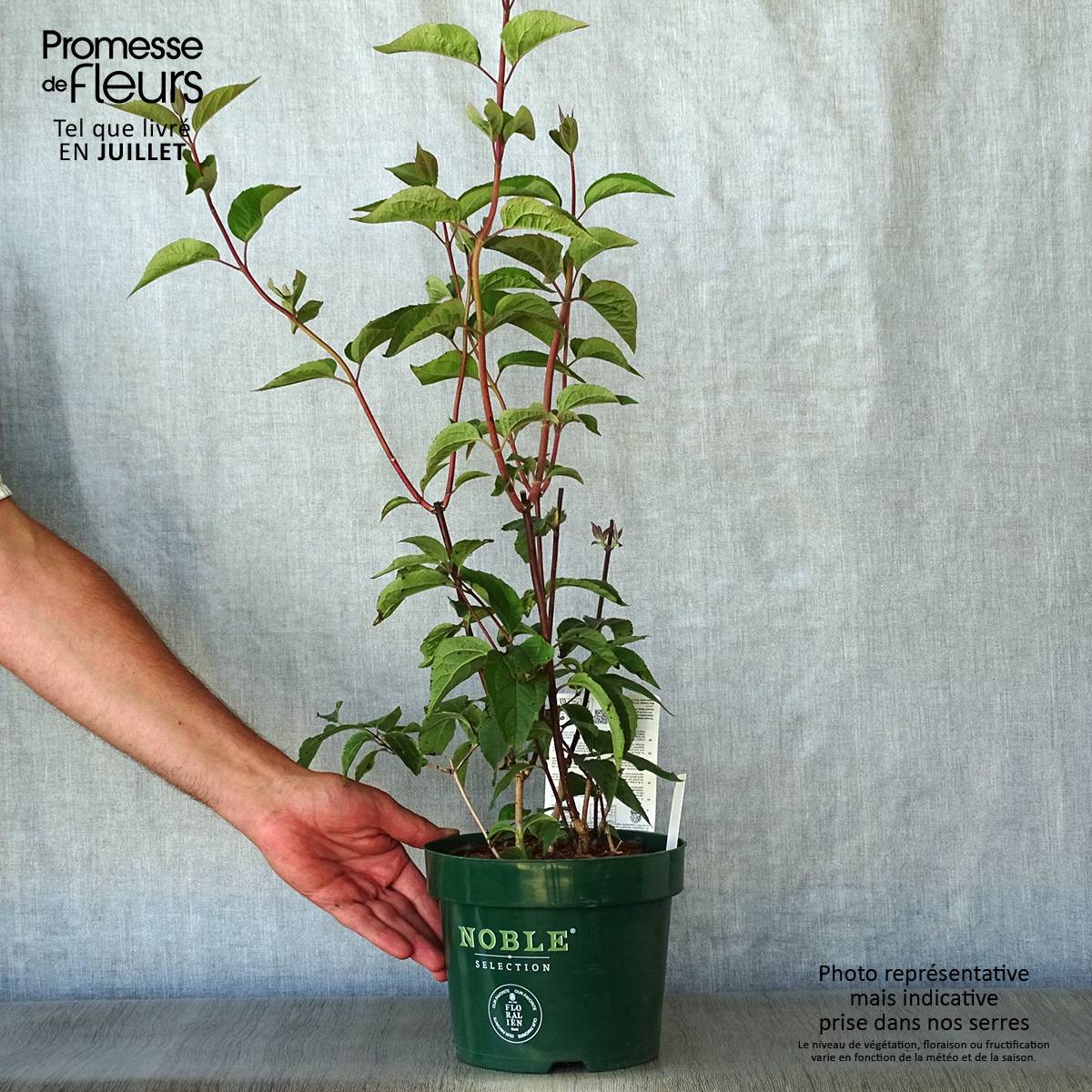 Seringat des jardins - Philadelphus Starbright Pot de 3L/4L - Image 2