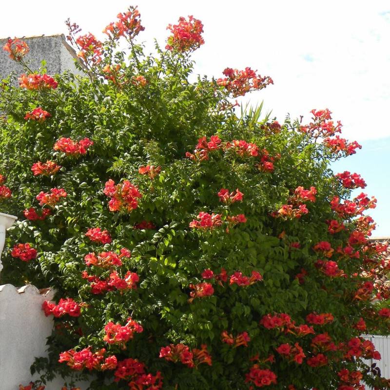 Bignone Madame Galen à fleurs Orange/ - feuillage Caduc - Pot de 1L - 30/60 cm - Image 9