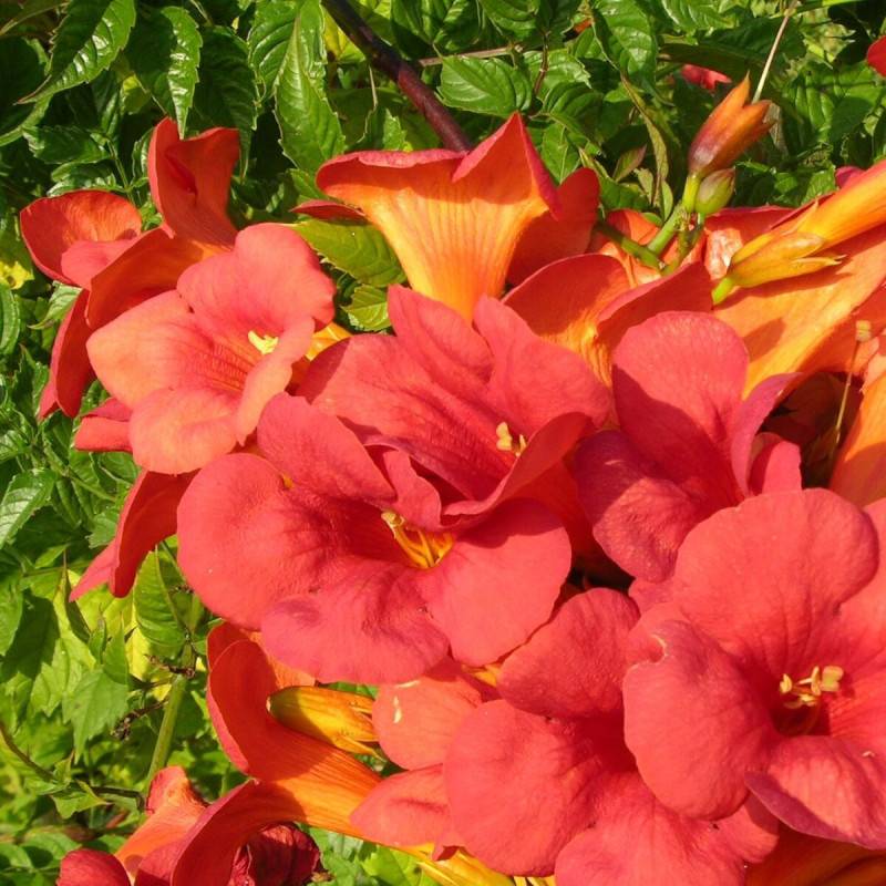 Bignone Madame Galen à fleurs Orange/ - feuillage Caduc - Pot de 1L - 30/60 cm - Image 6