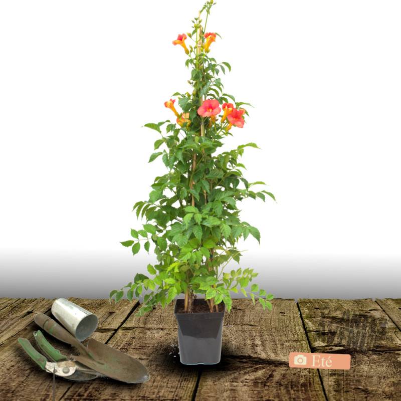 Bignone Madame Galen à fleurs Orange/ - feuillage Caduc - Pot de 1L - 30/60 cm - Image 10