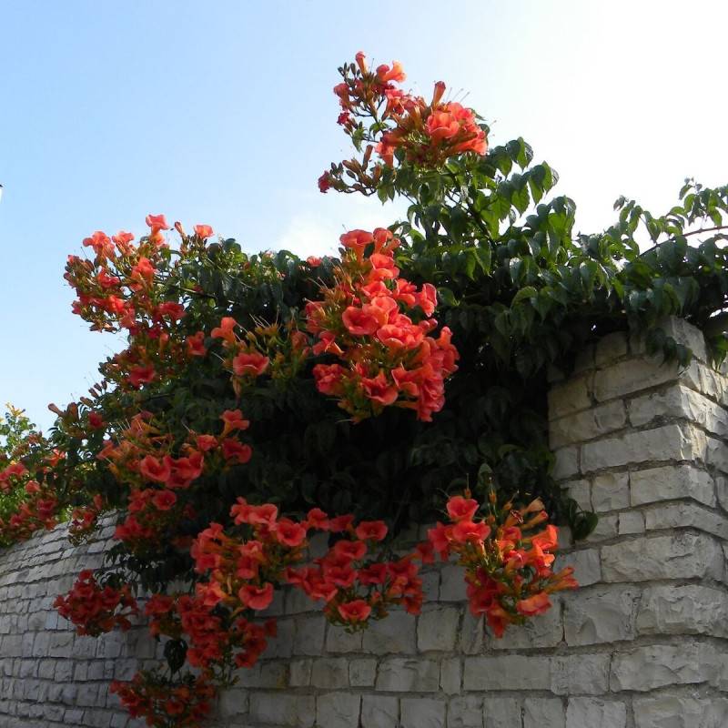 Bignone Madame Galen à fleurs Orange/ - feuillage Caduc - Pot de 1L - 30/60 cm - Image 7