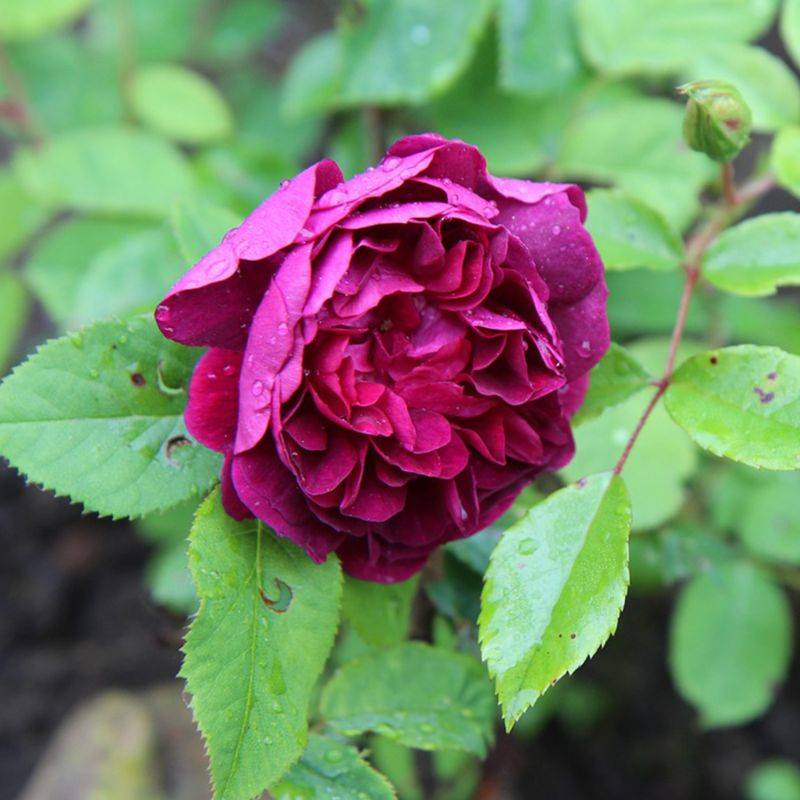 Rosier 'Purple Voluptia' ® - Conteneur 3L - Pépinières Naudet