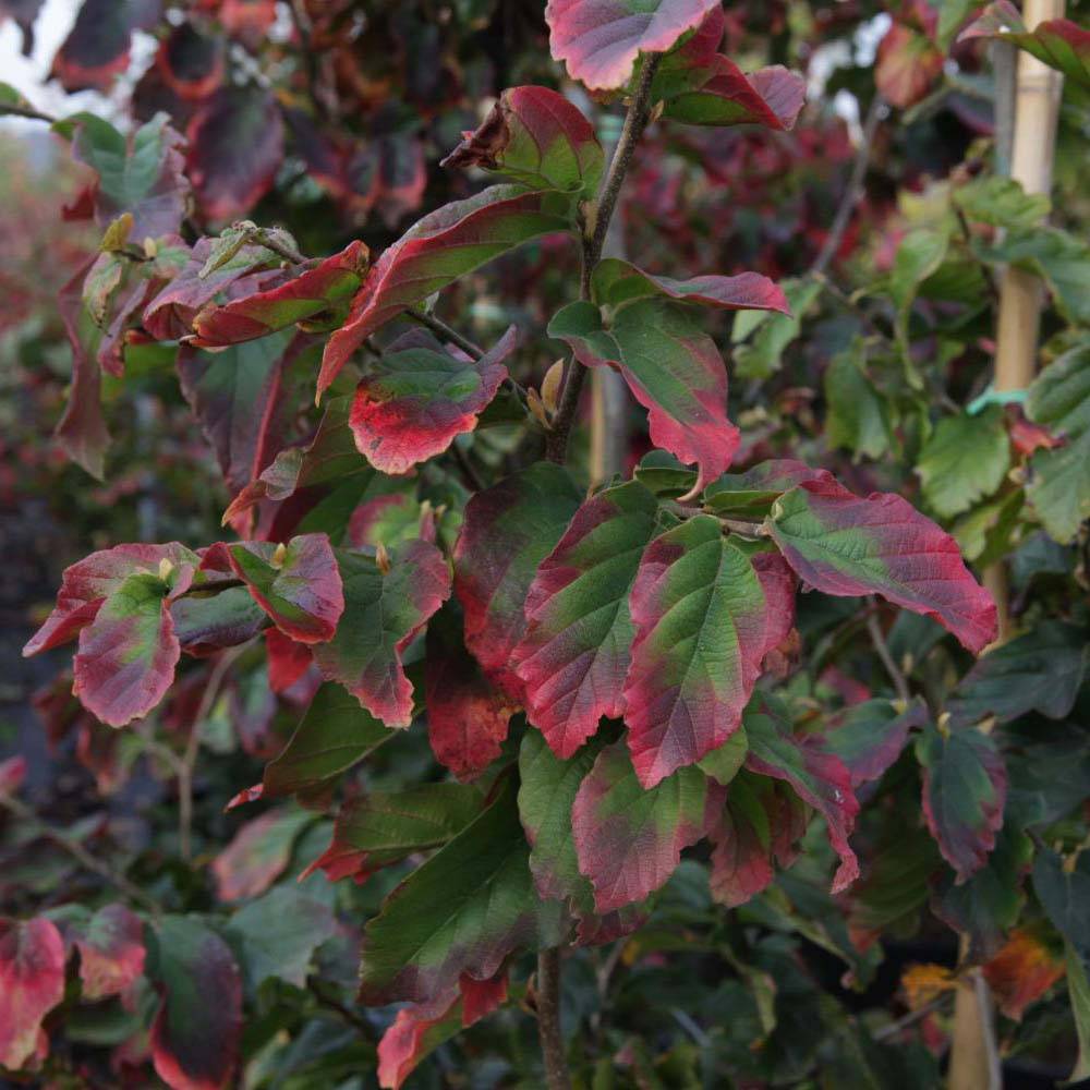 Parrotia persica Vanessa - Arbre de fer Pot de 4L/5L
