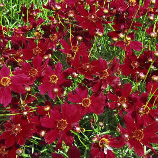 Coreopsis Ruby Red Godet de 8/9 cm