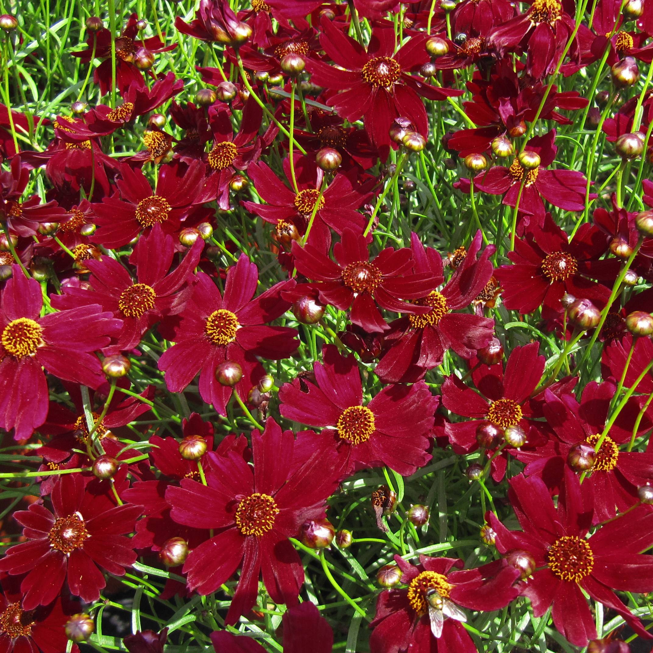 Coreopsis Ruby Red Godet de 8/9 cm
