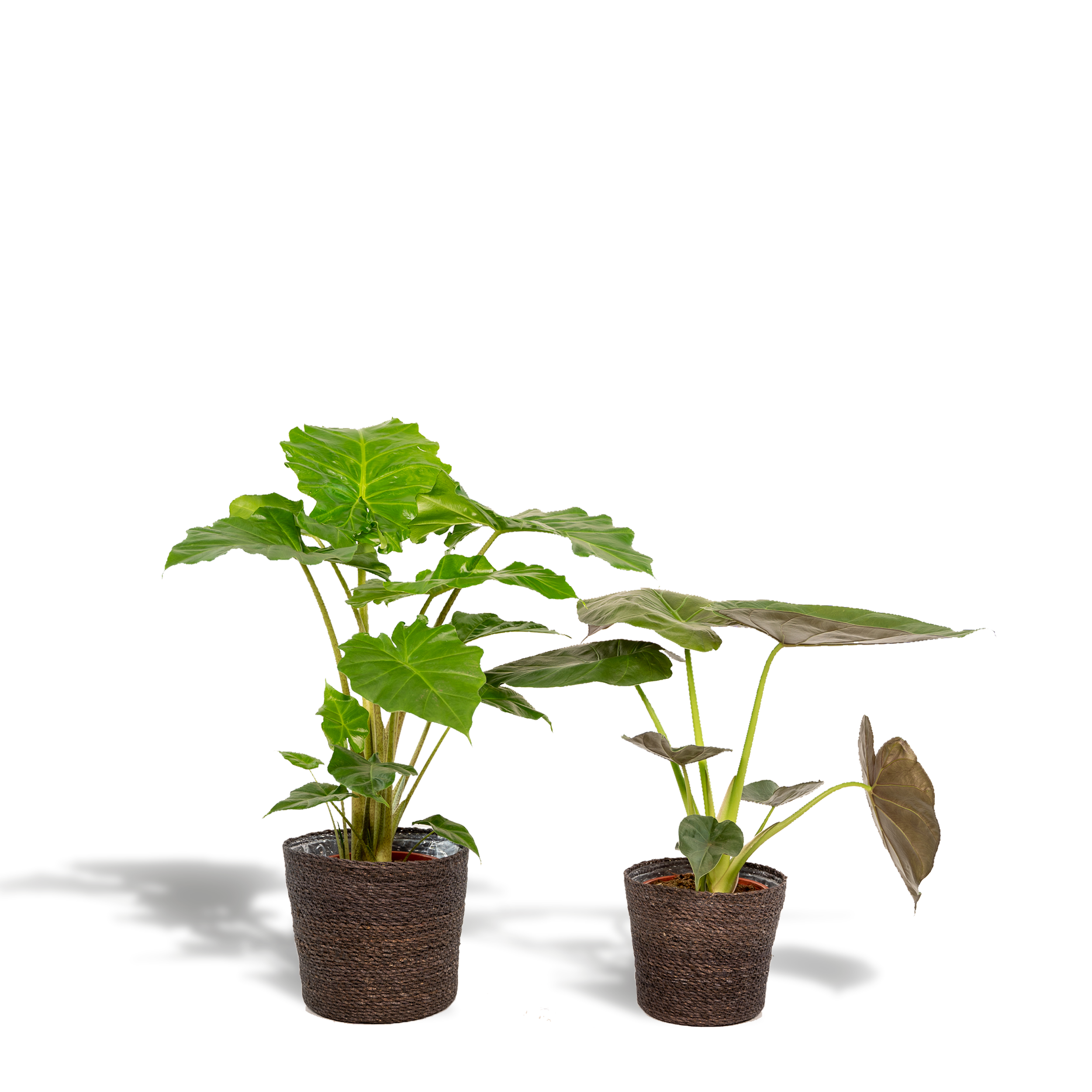 La Green Touch - Alocasia Portodora - Lot de 2 plantes - Coffret cadeau 80cm - Plante d'intérieur- La Green Touch - Image 1