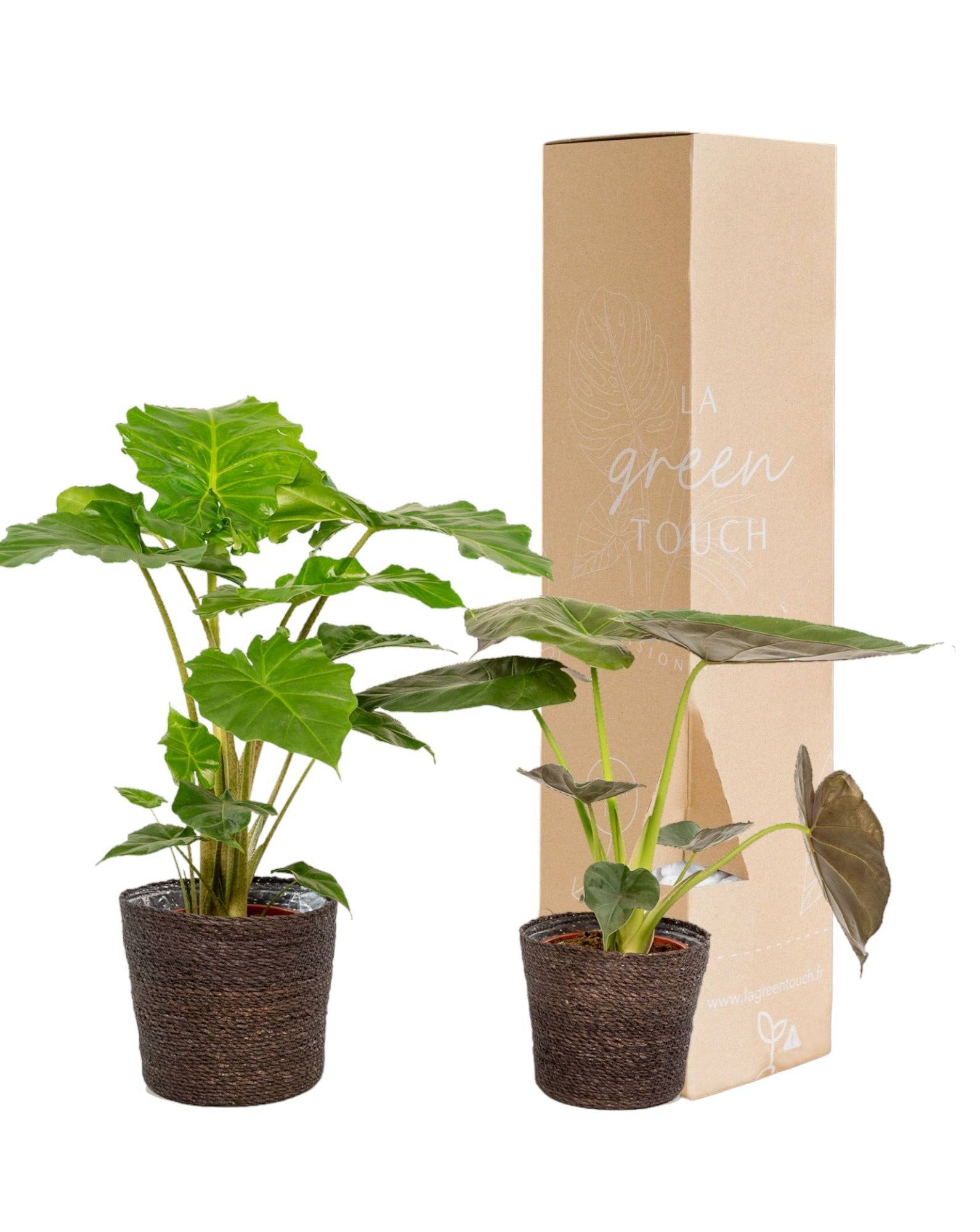 La Green Touch - Alocasia Portodora - Lot de 2 plantes - Coffret cadeau 80cm - Plante d'intérieur- La Green Touch - Image 2