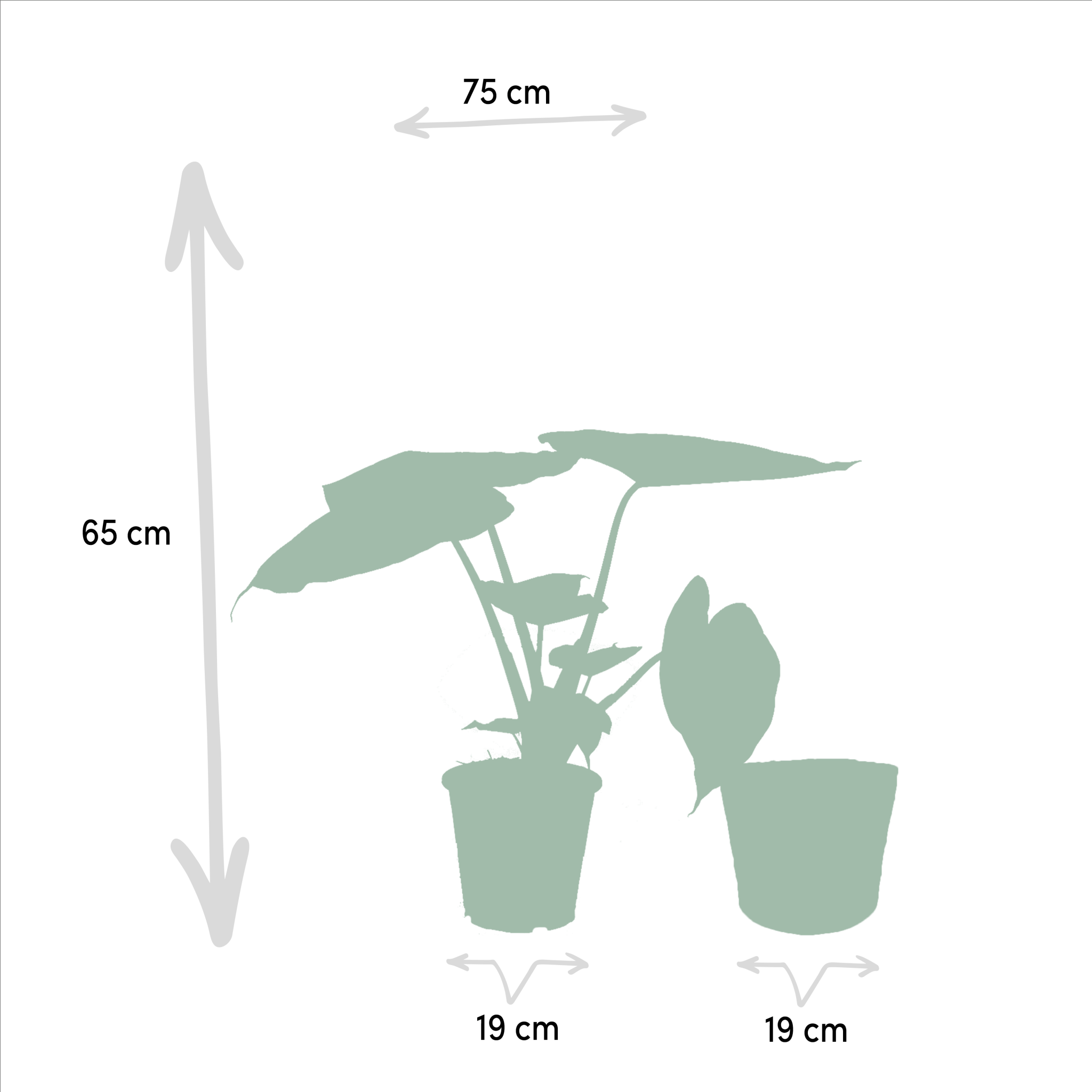 La Green Touch - Alocasia Portodora - Lot de 2 plantes - Coffret cadeau 80cm - Plante d'intérieur- La Green Touch - Image 6