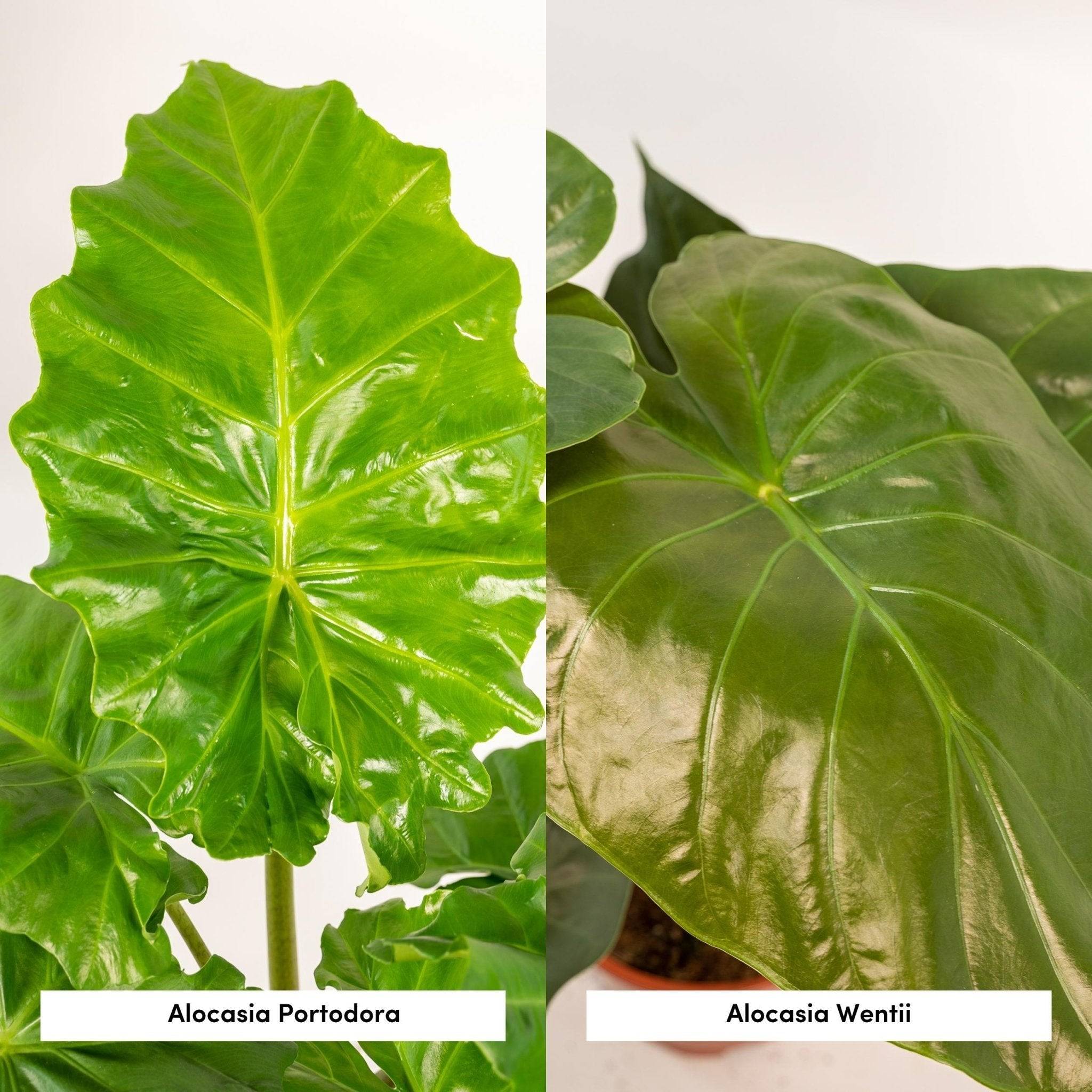 La Green Touch - Alocasia Portodora - Lot de 2 plantes - Coffret cadeau 80cm - Plante d'intérieur- La Green Touch - Image 5