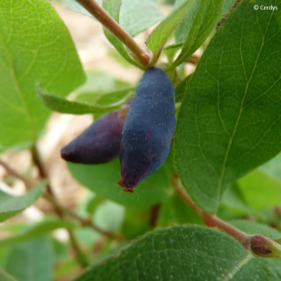 Lonicera caerulea var. kamtschatica Altaj - Baie de mai Pot de 1,5L/2L, Buisson