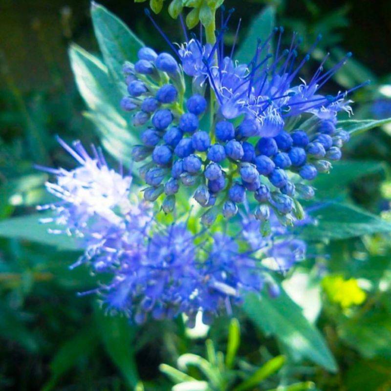 Barbe-bleue 'Grand Blue' (Caryopteris x clandonensis Grand Bleu ® 'Inoveris') - Godet - Taille 10cm - Pépinières Naudet - Image 1